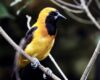 Entre humedales y cerros, Bogotá se convierte en refugio vital para aves migratorias y endémicas que sobreviven en medio de la ciudad.