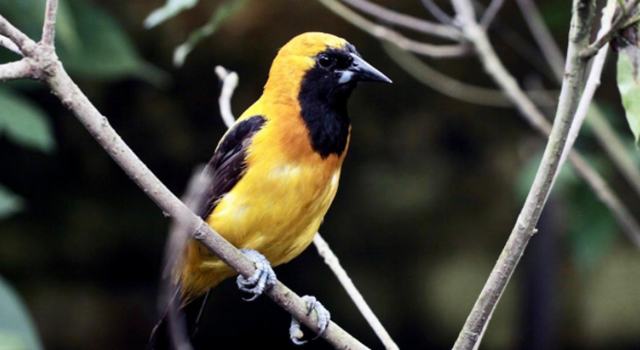 Entre humedales y cerros, Bogotá se convierte en refugio vital para aves migratorias y endémicas que sobreviven en medio de la ciudad.