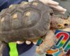La CAR rescató tortuga que llevaba años oculta en Cundinamarca. Lo que parecía una mascota era en realidad una especie silvestre en peligro, mantenida en cautiverio sin permiso y en condiciones preocupantes