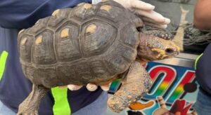 La CAR rescató tortuga que llevaba años oculta en Cundinamarca. Lo que parecía una mascota era en realidad una especie silvestre en peligro, mantenida en cautiverio sin permiso y en condiciones preocupantes
