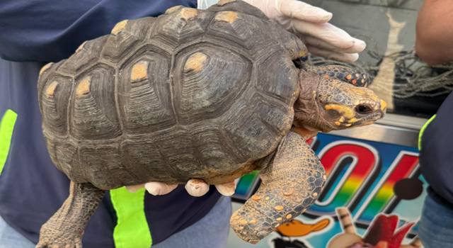 La CAR rescató tortuga que llevaba años oculta en Cundinamarca. Lo que parecía una mascota era en realidad una especie silvestre en peligro, mantenida en cautiverio sin permiso y en condiciones preocupantes