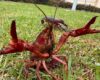 La CAR advierte sobre la presencia del cangrejo rojo americano, una especie que pone en riesgo la salud humana y los ecosistemas en Cundinamarca. Piden no manipularlo ni consumirlo.