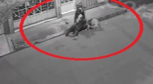 Un caso de robo en Bogotá ha generado preocupación en la comunidad: un ladrón utilizó a un perro como herramienta de ataque para someter a su víctima y facilitar el hurto.