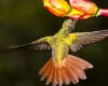 Con el Global Big Day, la ciudad se une al mayor conteo ciudadano de aves del mundo. La observación de aves será protagonista en parques, humedales y cerros, con cientos de registros esperados en solo 24 horas.