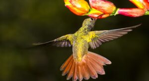 Con el Global Big Day, la ciudad se une al mayor conteo ciudadano de aves del mundo. La observación de aves será protagonista en parques, humedales y cerros, con cientos de registros esperados en solo 24 horas.