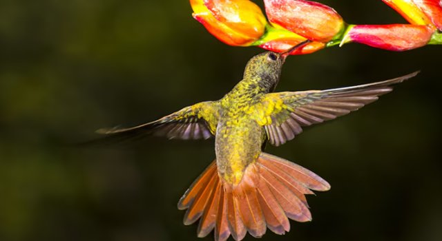 Con el Global Big Day, la ciudad se une al mayor conteo ciudadano de aves del mundo. La observación de aves será protagonista en parques, humedales y cerros, con cientos de registros esperados en solo 24 horas.