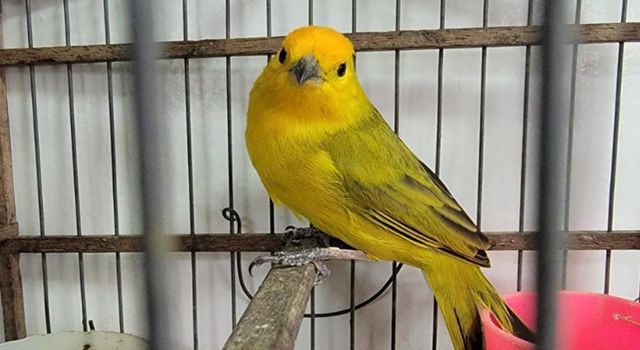 Tres personas fueron capturadas en la Terminal Salitre por tráfico de fauna. Llevaban un canario vivo, carne de armadillo y cangrejos azules movilizados ilegalmente.