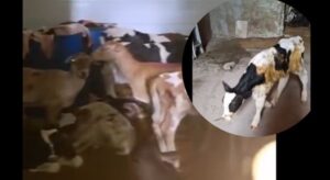 Un matadero ilegal en Bogotá distribuía carne en condiciones insalubres a miles de familias. Su propietario enfrenta cargos por tres delitos que revelaron maltrato animal y contaminación ambiental.