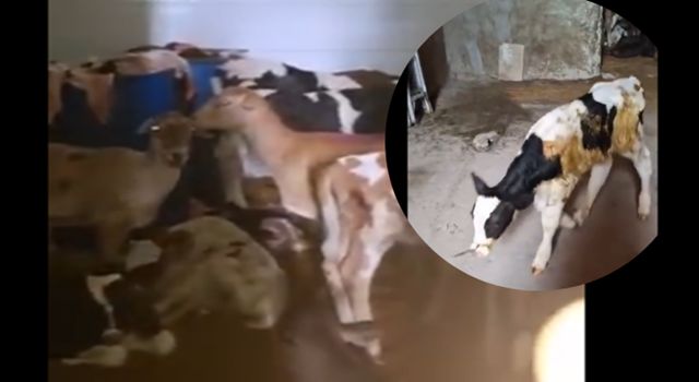 Un matadero ilegal en Bogotá distribuía carne en condiciones insalubres a miles de familias. Su propietario enfrenta cargos por tres delitos que revelaron maltrato animal y contaminación ambiental.