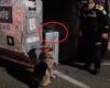 Un hallazgo clave para frenar el narcotráfico fue posible gracias a una perrita entrenada que detectó una maleta abandonada con más de 28 kilos de cocaína en El Dorado.