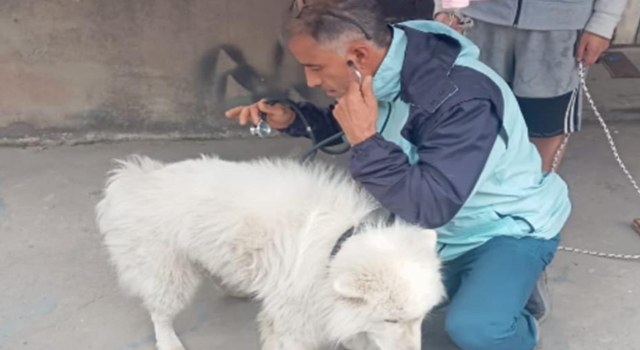 Lo encontraron deshidratado y abandonado: rescate de un perro conmueve a Bogotá