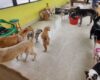 Una guardería está en el ojo del huracán tras denuncias de maltrato animal en Bogotá. Inspecciones recientes revelan condiciones deplorables, lo que podría llevar al cierre del establecimiento y a sanciones más severas.