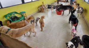 Una guardería está en el ojo del huracán tras denuncias de maltrato animal en Bogotá. Inspecciones recientes revelan condiciones deplorables, lo que podría llevar al cierre del establecimiento y a sanciones más severas.