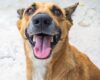 Un concierto en Bogotá promete más que buena música, el próximo 17 de mayo, Hunger Dogs reunirá a bandas de metal para recaudar ayuda urgente para más de 60 perros y gatos rescatados.