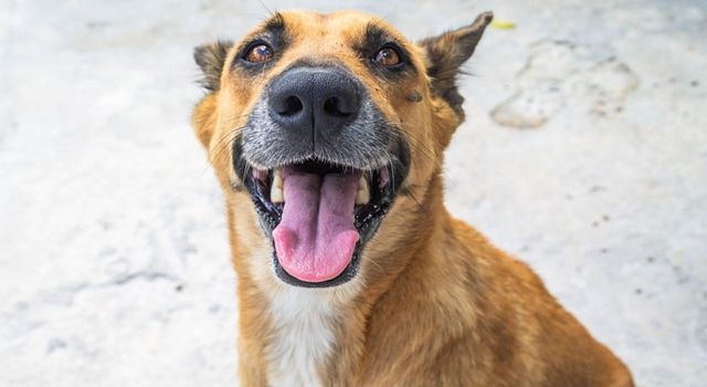 Un concierto en Bogotá promete más que buena música, el próximo 17 de mayo, Hunger Dogs reunirá a bandas de metal para recaudar ayuda urgente para más de 60 perros y gatos rescatados.