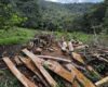 Tala ilegal en el cerro El Tabor encendió las alarmas ambientales en Cundinamarca, una denuncia ciudadana reveló la destrucción de árboles nativos en zona protegida, afectando nacimientos de agua