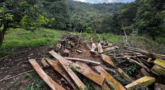 Tala ilegal en el cerro El Tabor encendió las alarmas ambientales en Cundinamarca, una denuncia ciudadana reveló la destrucción de árboles nativos en zona protegida, afectando nacimientos de agua