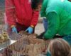 Gallinas, conejos y hasta hámsteres fueron hallados sin condiciones mínimas de bienestar. El hallazgo encendió alertas sobre una práctica prohibida en Bogotá y un nuevo caso de maltrato animal.