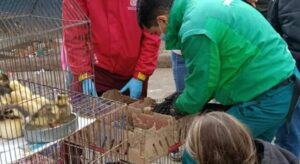 Gallinas, conejos y hasta hámsteres fueron hallados sin condiciones mínimas de bienestar. El hallazgo encendió alertas sobre una práctica prohibida en Bogotá y un nuevo caso de maltrato animal.