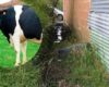 Un operativo de la CAR dejó al descubierto un matadero clandestino en Cundinamarca, donde las aguas contaminadas eran vertidas directamente al suelo.