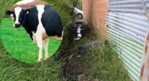 Un operativo de la CAR dejó al descubierto un matadero clandestino en Cundinamarca, donde las aguas contaminadas eran vertidas directamente al suelo.