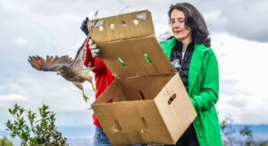 Tras pasar por el trafico y centros de recuperación, 23 animales silvestres fueron liberados en uno de los pulmones verdes de Bogotá.