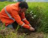 La Empresa de Acueducto y Alcantarillado de Bogotá comenzó la plantación de miles de especies nativas como parte de una estrategia ambiental en los terrenos donde se construirá la PTAR Canoas