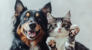 Una nueva jornada de esterilizaciones gratuitas comenzará este 10 de junio en la Universidad Nacional de Bogotá. Más de 6.000 turnos estarán disponibles para dueños de mascotas y animales en condición de calle.