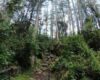 En pleno corazón de los Cerros Orientales, la Quebrada La Vieja fue el escenario de una siembra muy distinta: 44 árboles en memoria de las víctimas LGBTI asesinadas este año en Colombia.