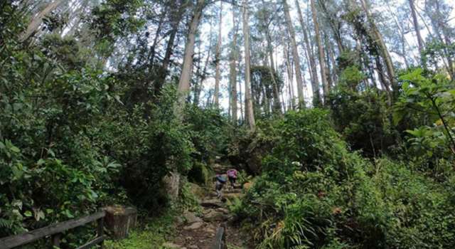 En pleno corazón de los Cerros Orientales, la Quebrada La Vieja fue el escenario de una siembra muy distinta: 44 árboles en memoria de las víctimas LGBTI asesinadas este año en Colombia.