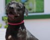 Nueva jornada de adopción de perros y gatos en Bogotá