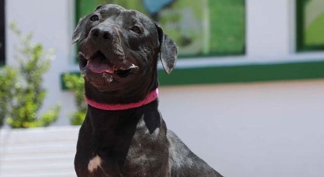 Nueva jornada de adopción de perros y gatos en Bogotá