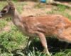 Un venado en Cundinamarca fue hallado solo y en condición vulnerable a un lado de la vía. El hallazgo activó un protocolo de rescate liderado por la CAR, que ahora vela por su recuperación.