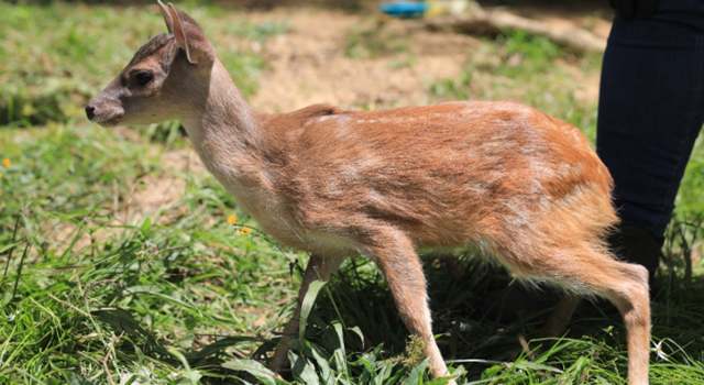 Un venado en Cundinamarca fue hallado solo y en condición vulnerable a un lado de la vía. El hallazgo activó un protocolo de rescate liderado por la CAR, que ahora vela por su recuperación.
