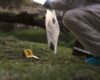 Un nuevo presunto homicidio en Bogotá tiene en alerta a las autoridades. El cuerpo fue encontrado en una zona residencial del sur de la ciudad, envuelto en lonas y con signos de violencia.