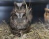 La fauna silvestre en Cundinamarca enfrenta crecientes riesgos por tráfico ilegal y pérdida de hábitat. La CAR refuerza su capacidad de respuesta con nuevas acciones.