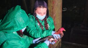 Una denuncia en el norte de la ciudad llevó a las autoridades a intervenir un predio donde, al parecer, se ocultaba una práctica que sigue alimentando el maltrato animal en Bogotá.