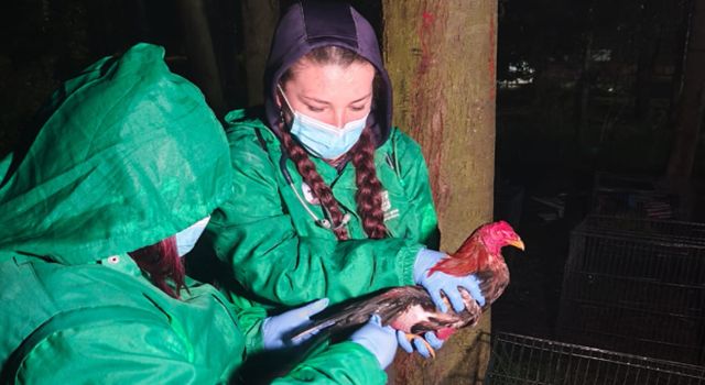 Gallos de pelea decomisados: continúa el maltrato animal en Bogotá