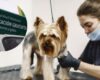 Con unidades móviles y atención priorizada en zonas vulnerables, Bogotá busca transformar el cuidado animal con miles de esterilizaciones.