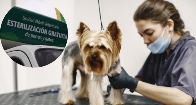 Con unidades móviles y atención priorizada en zonas vulnerables, Bogotá busca transformar el cuidado animal con miles de esterilizaciones.
