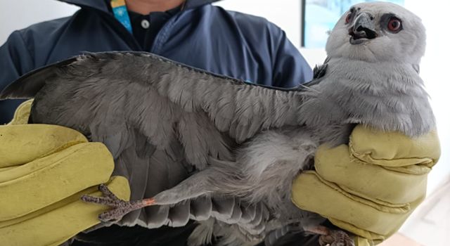Rescatan en Cundinamarca un águila migratoria herida que volaba desde EE. UU.