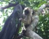 Loros, tortugas y guacamayas siguen siendo encontrados en hogares de Cundinamarca. En los últimos cinco años se han impuesto decenas de sanciones por esta práctica ilegal.