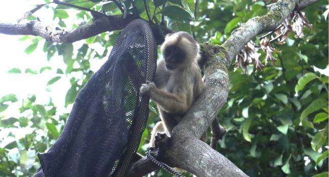 Loros, tortugas y guacamayas siguen siendo encontrados en hogares de Cundinamarca. En los últimos cinco años se han impuesto decenas de sanciones por esta práctica ilegal.
