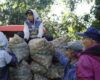 Que los paperos cundinamarqueses no lleven del bulto: 900 toneladas fueron compradas a los campesinos