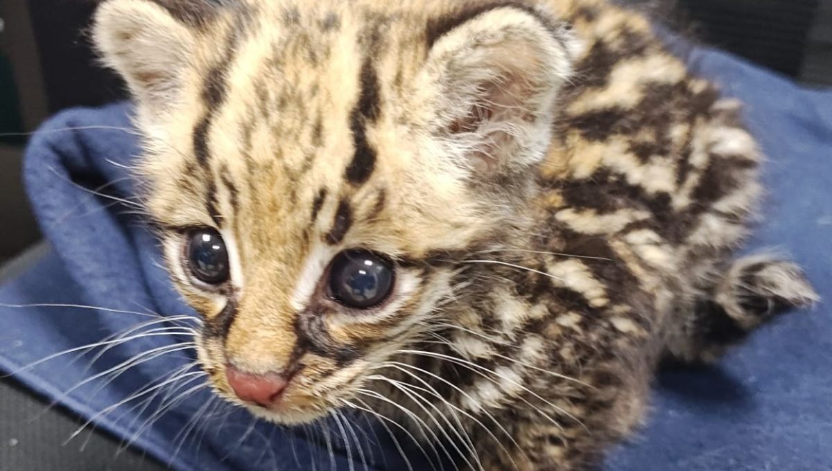 Leopardo rescatado en el Amazonas crecerá en Cundinamarca: esta es su historia