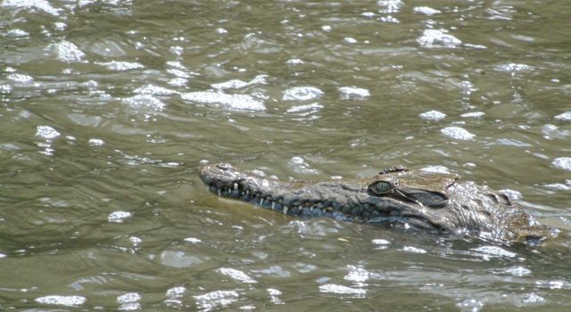La tecnología satelital al servicio de una especie acuática en Cundinamarca