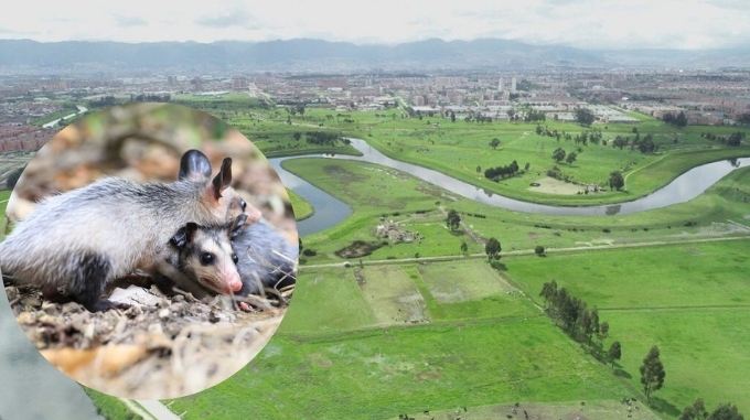Bogotá y Cundinamarca lideran práctica ilegal en el país