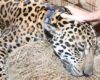 Jaguar que paseaba por la cuenca baja del río Bogotá fue liberado, CAR lo tenía bajo su cuidado