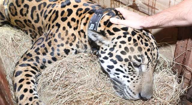 Jaguar que paseaba por la cuenca baja del río Bogotá fue liberado, CAR lo tenía bajo su cuidado