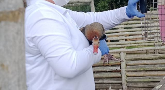Mutiladas y en jaulas fueron encontradas aves silvestres en restaurante de Cundinamarca